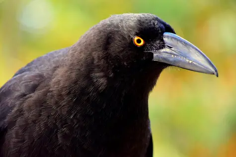 birds of tasmania Australia guide black currawong