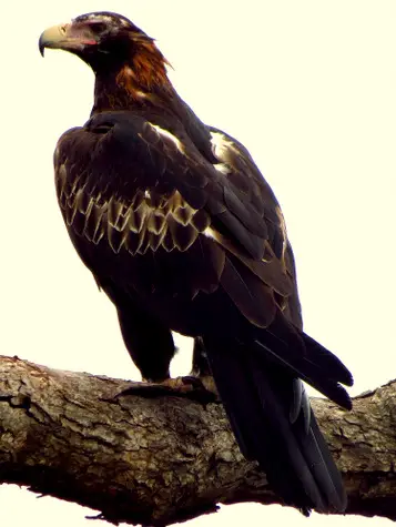 guide to birds of Tasmania Australia wedge tailed eagle