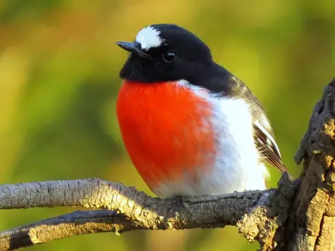 guide to birds of Tasmania Australia scarlet robin