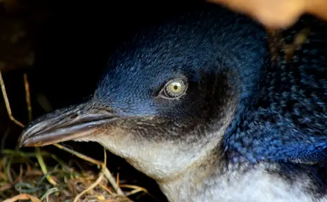 guide to birds of tasmania Australia little penguin