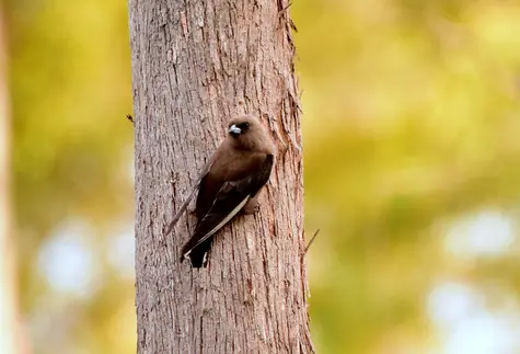 guide to birds of tasmania Australia dusky woodswallo
