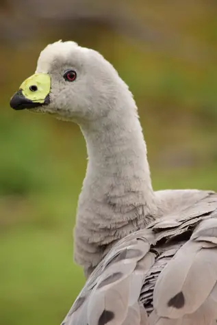guide to birds of tasmania Australia cape barren goose