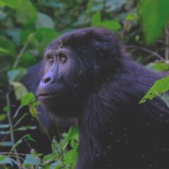 The Best Places to See In Uganda