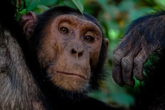 uganda-wildlife-rf-chimpanzee