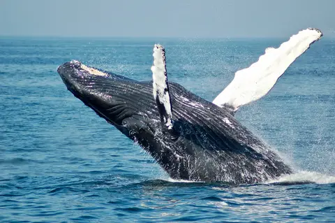 whale-2021