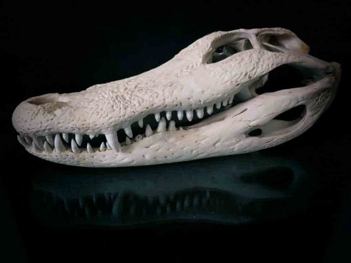 alligator skull animal guide