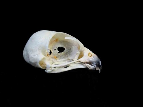 kestrel skull animal guide