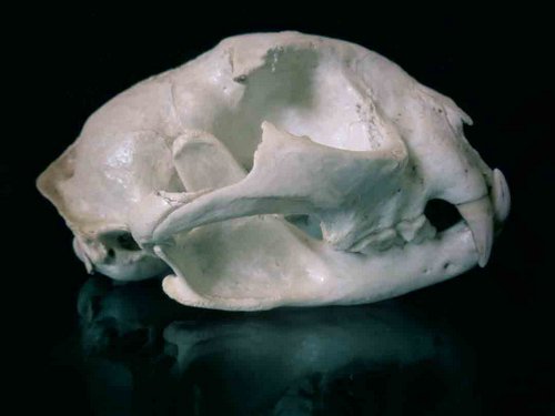 bobcat skull animal guide