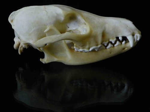 black backed jackal skull animal guide