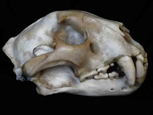 jaguar skull animal guide
