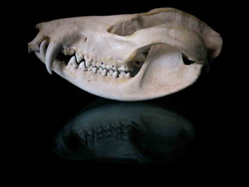 Animal Skull Identification Guide - thcscamduong.edu.vn