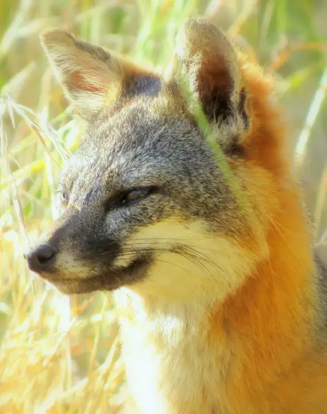 island fox