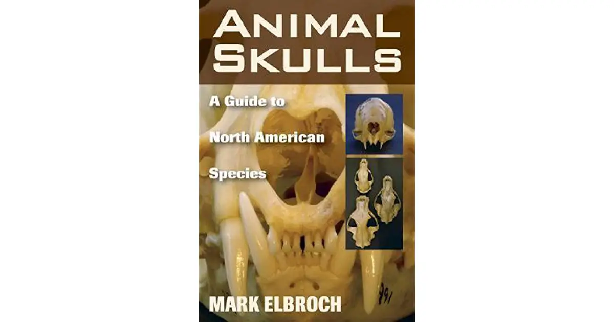 best-animal-skull-guide