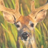 6 Tips for Becoming a Great Deer Photographer