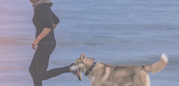 Fit as a Dog: 8 Exercises You Can Do With Your Dog