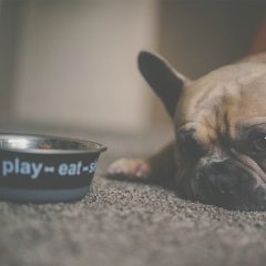 How to Choose the Best Food for Your Pet